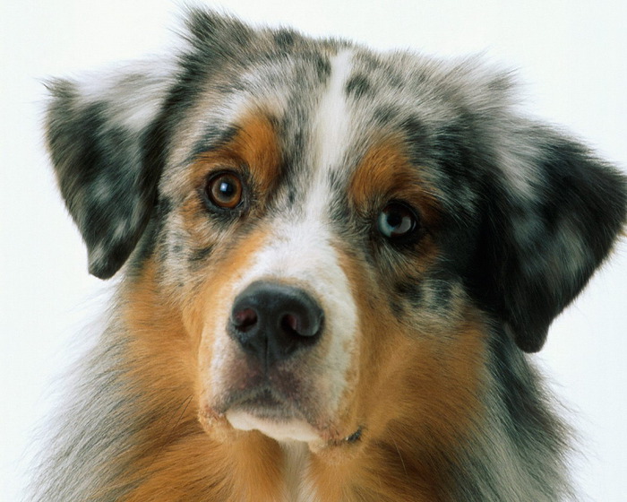 http://dogtalk.ru/wp-content/uploads/2010/06/3AustralianShepherd20.jpg