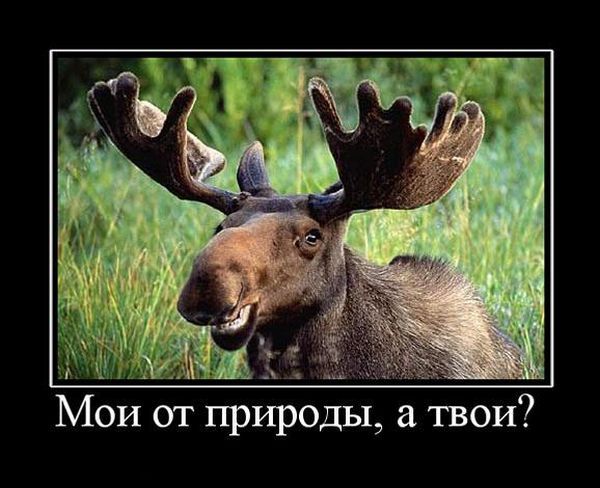 http://img0.liveinternet.ru/images/attach/c/2//65/614/65614532_1287725545_demotivator063.jpg