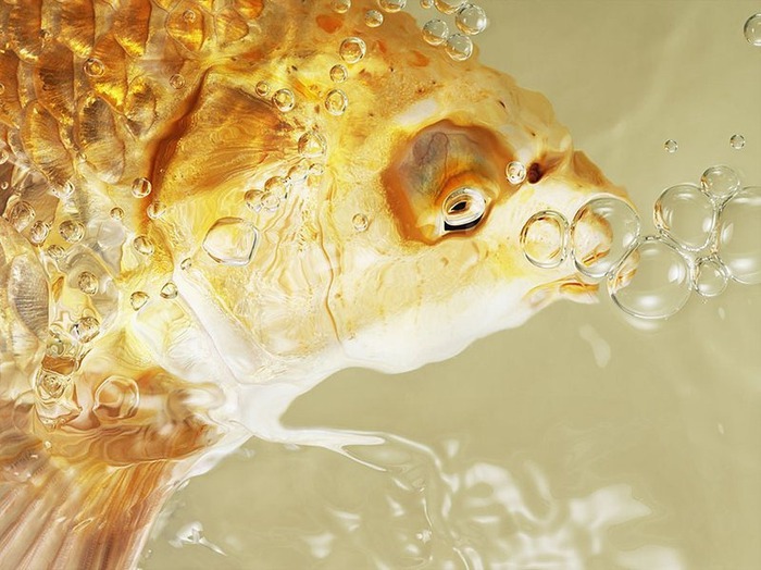 Портреты животных от Tim Flach 37