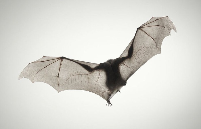 Портреты животных от Tim Flach 52