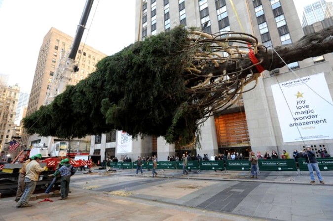 Елочка в 74 фута установлена на Rockefeller Plaza в Нью-Йорке, 12 ноября 2010 года.