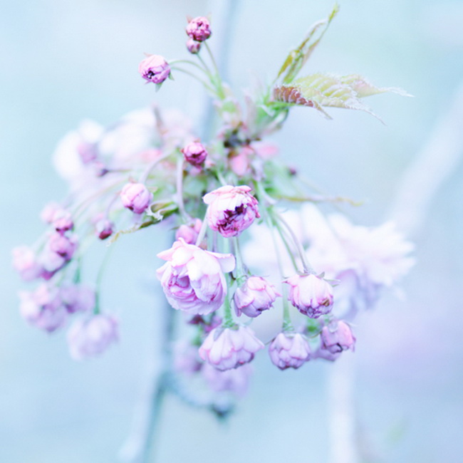 Сентиментальные цветы от Alicja Rodzik