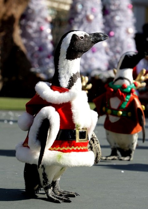 Пингвины в парке развлечений Everland в Йонъин, Южная Корея, 16 ноября 2010 года.