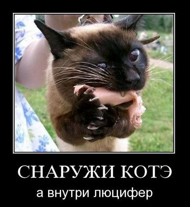Подборка демотиваторов (642x700, 69Kb)