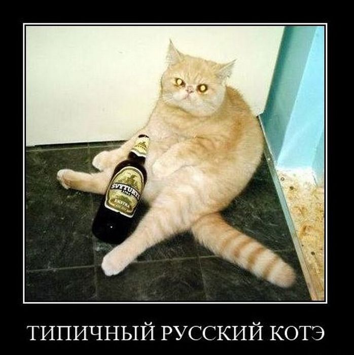 Подборка демотиваторов (698x700, 68Kb)