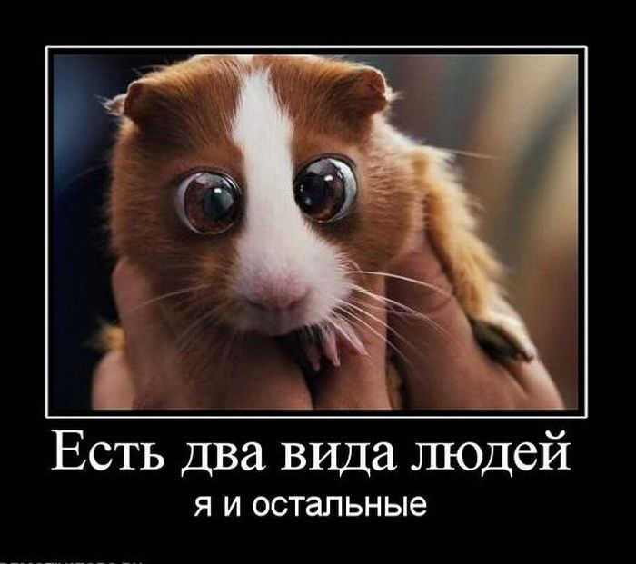 Подборка демотиваторов (700x621, 53Kb)