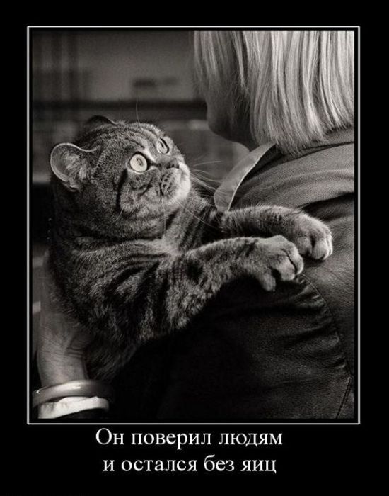 Подборка демотиваторов (550x700, 62Kb)