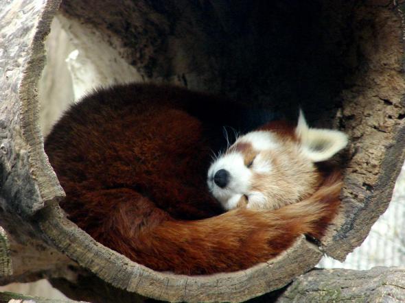 Firefox