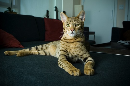 Кошка породы Саванна.Домашний леопард. (540x360, 40Kb)