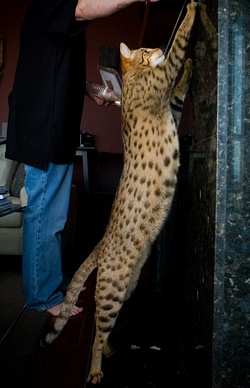 Кошка породы Саванна.Домашний леопард. (250x388, 39Kb)