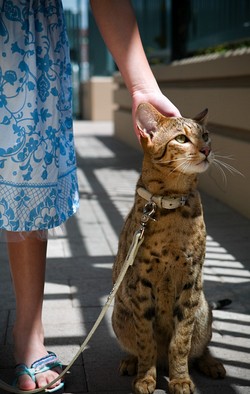 Кошка породы Саванна.Домашний леопард. (250x394, 33Kb)