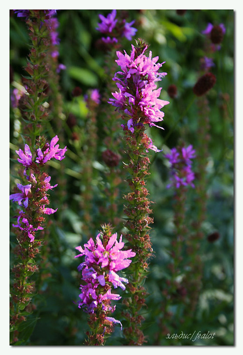 Flowers. Цветы, фотоподборка. (477x698, 131Kb)