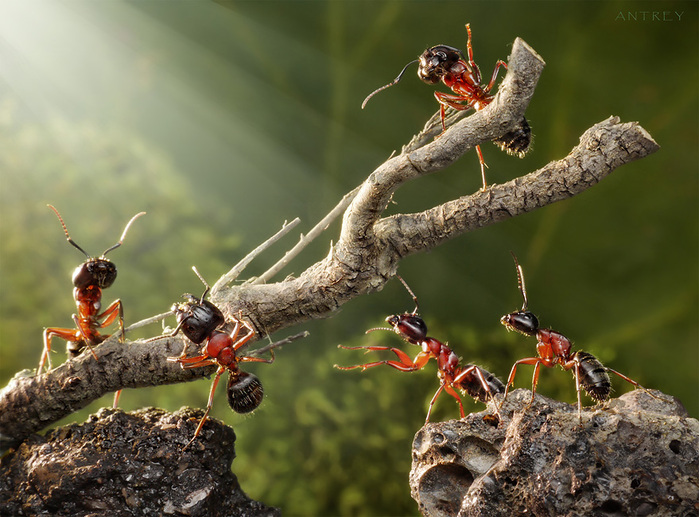 Фотограф Андрей Павлов - Из жизни муравьев 9ak (699x517, 163 Kb)