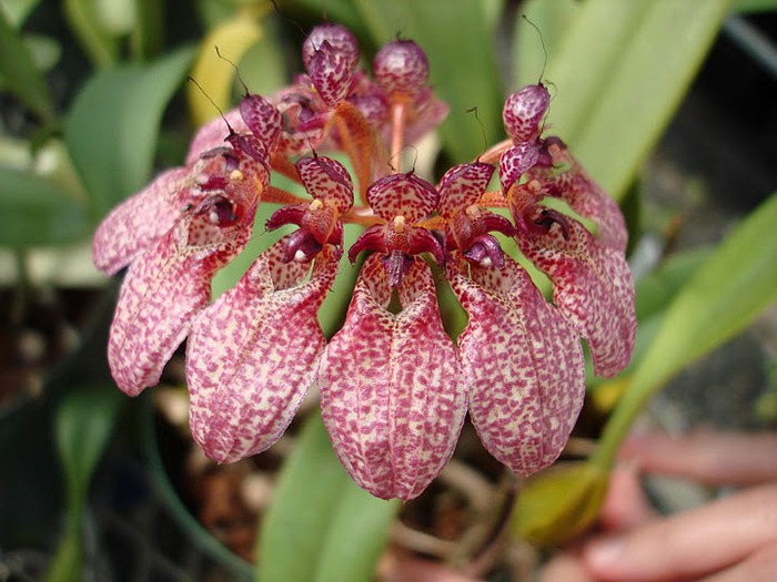 Орхидеи. Виды и сорта. (700x525, 104Kb)