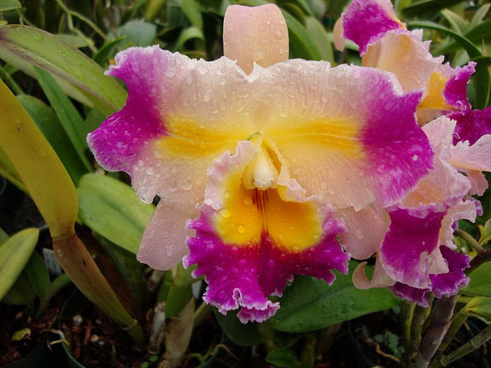 Орхидеи. Виды и сорта. (700x525, 106Kb)