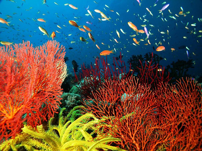 Восьмое чудо света - Большой Барьерный риф Австралии-Great Barrier Reef 48847