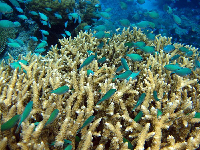 Восьмое чудо света - Большой Барьерный риф Австралии-Great Barrier Reef 22555