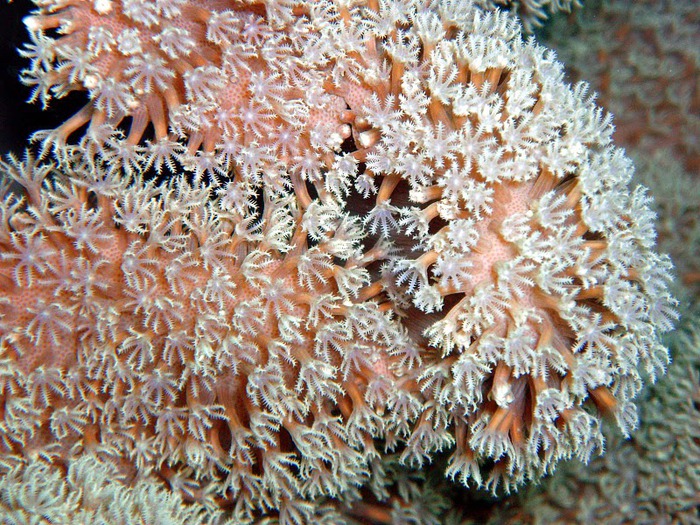 Восьмое чудо света - Большой Барьерный риф Австралии-Great Barrier Reef 23996