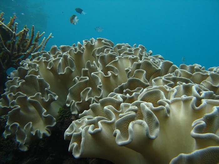 Восьмое чудо света - Большой Барьерный риф Австралии-Great Barrier Reef 19906