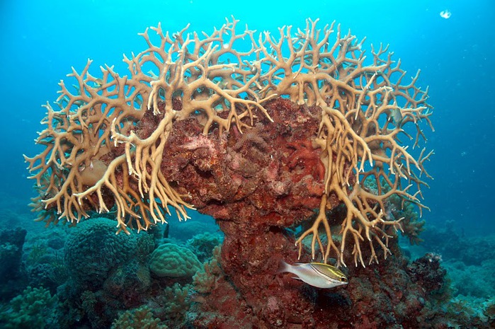 Восьмое чудо света - Большой Барьерный риф Австралии-Great Barrier Reef 90823