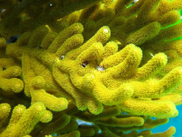 Восьмое чудо света - Большой Барьерный риф Австралии-Great Barrier Reef 10243