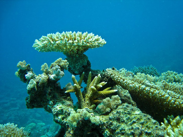 Восьмое чудо света - Большой Барьерный риф Австралии-Great Barrier Reef 25902