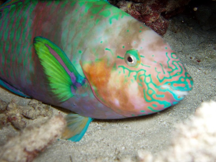 Восьмое чудо света - Большой Барьерный риф Австралии-Great Barrier Reef 16375