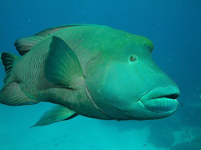 Восьмое чудо света - Большой Барьерный риф Австралии-Great Barrier Reef 32536