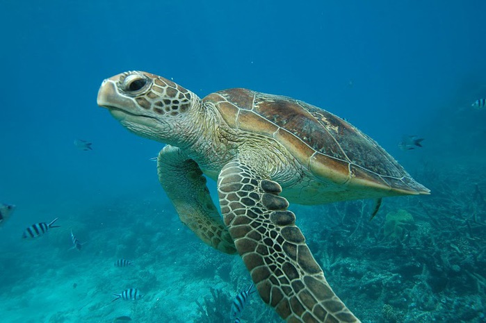 Восьмое чудо света - Большой Барьерный риф Австралии-Great Barrier Reef 62995