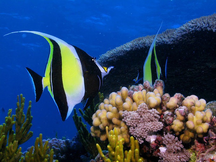 Восьмое чудо света - Большой Барьерный риф Австралии-Great Barrier Reef 15826