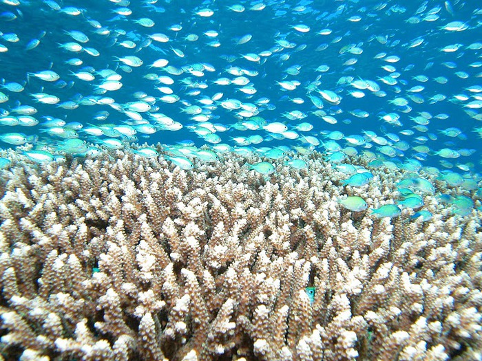 Восьмое чудо света - Большой Барьерный риф Австралии-Great Barrier Reef 62581