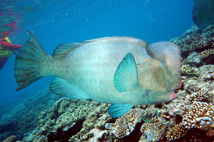 Восьмое чудо света - Большой Барьерный риф Австралии-Great Barrier Reef 90063