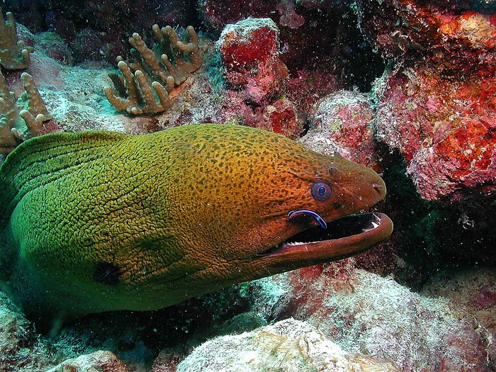 Восьмое чудо света - Большой Барьерный риф Австралии-Great Barrier Reef 98189