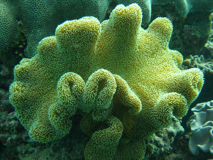 Восьмое чудо света - Большой Барьерный риф Австралии-Great Barrier Reef 98368