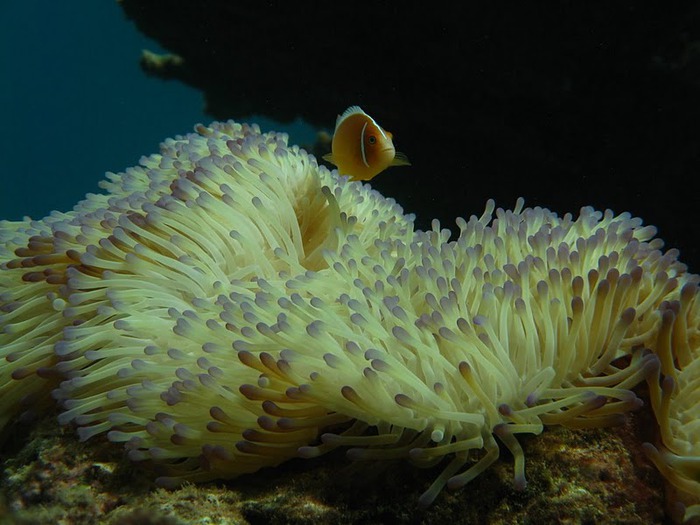 Восьмое чудо света - Большой Барьерный риф Австралии-Great Barrier Reef 50779