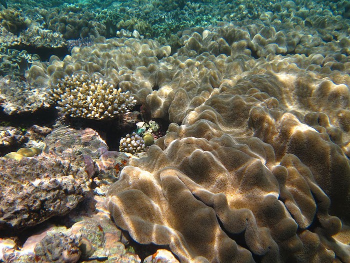 Восьмое чудо света - Большой Барьерный риф Австралии-Great Barrier Reef 89703