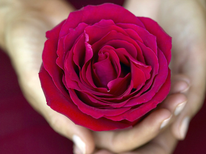 hands-rose (700x525, 75 Kb)