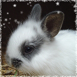 Аватары с животными - Страница 3 68669109_Baby_Rabbit_