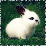Аватары с животными - Страница 3 68669232_the_whitest_rabbit_alive