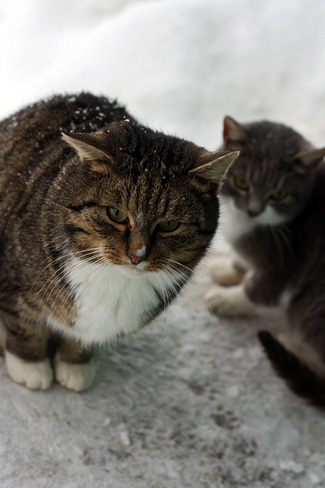 кот