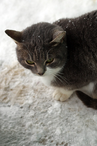кот