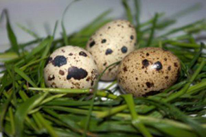 яйца (300x200, 62 Kb)