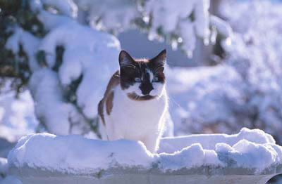 Cats Winter