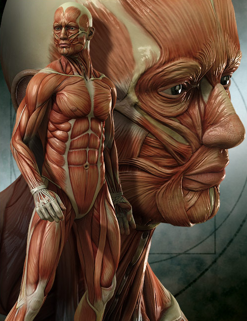 3Д Анатомия Человека