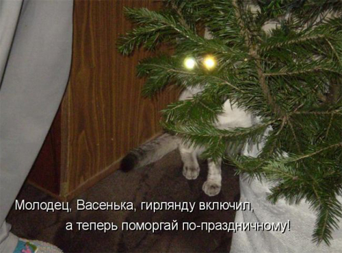 Котопозитив 