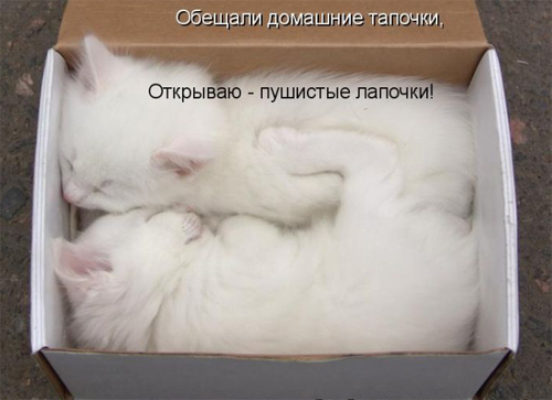 Котопозитив 