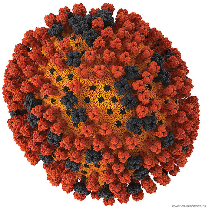 Virus A/H1N1 The model and images of influenza virus A/H1N1