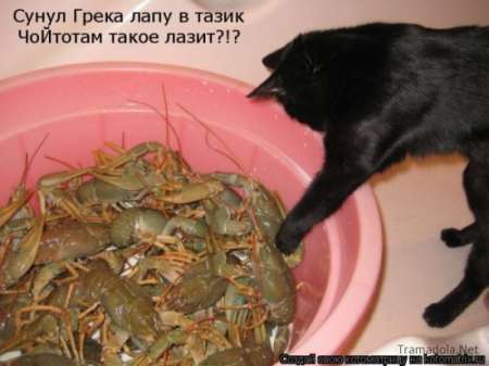 http://img0.liveinternet.ru/images/attach/c/2//71/122/71122297_1298487677_1293475231_1293310831_1293174730_kotomatrix_04.jpg