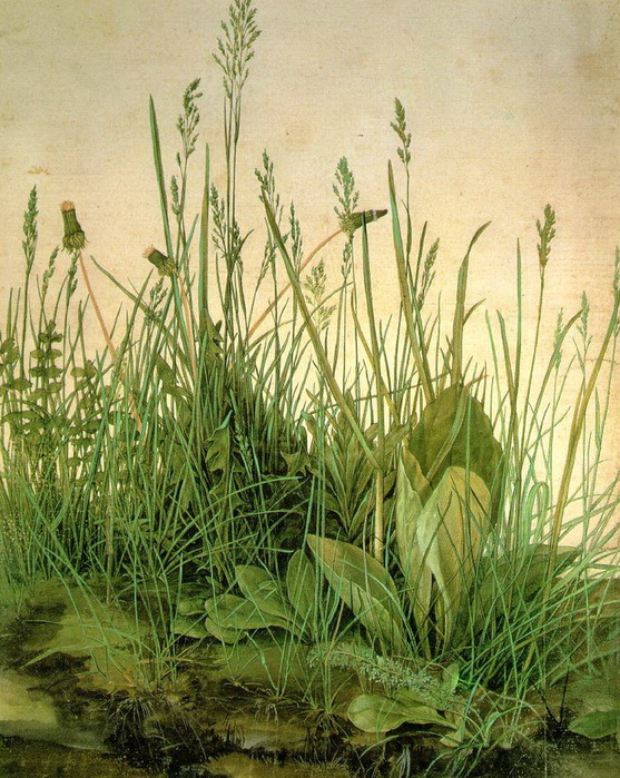 Злые и добрые травы (557x699, 197Kb)