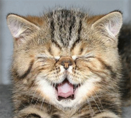 я люблю тебя мой котик картинки я люблю тебя мой котик картинки